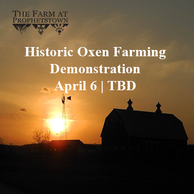 Historic Oxen Farming on The Farm
